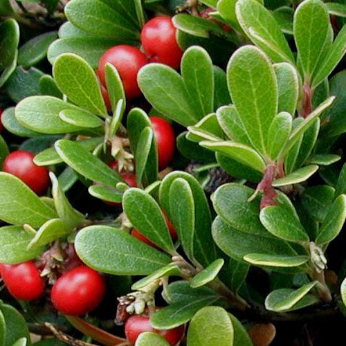 Αρκτοστάφυλος Arctostaphylos